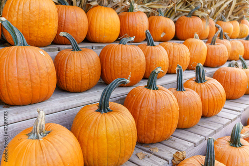 Fall Harvest, Pumpkins, Gords, Farm in the Fall, Pumpkin market (ID: 472897113)