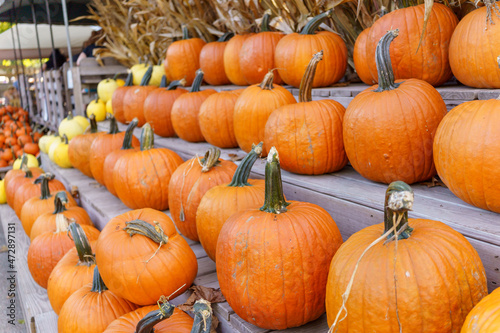 Fall Harvest, Pumpkins, Gords, Farm in the Fall, Pumpkin market (ID: 472897131)