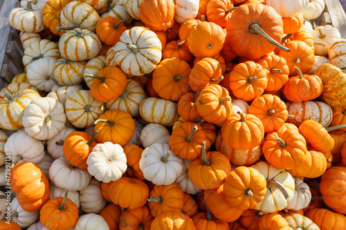 Fall Harvest, Pumpkins, Gords, Farm in the Fall, Pumpkin market (ID: 472897133)