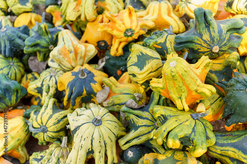 Fall Harvest, Pumpkins, Gords, Farm in the Fall, Pumpkin market (ID: 472897142)