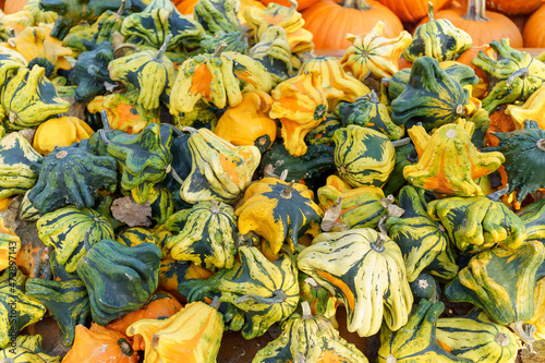 Fall Harvest, Pumpkins, Gords, Farm in the Fall, Pumpkin market (ID: 472897143)