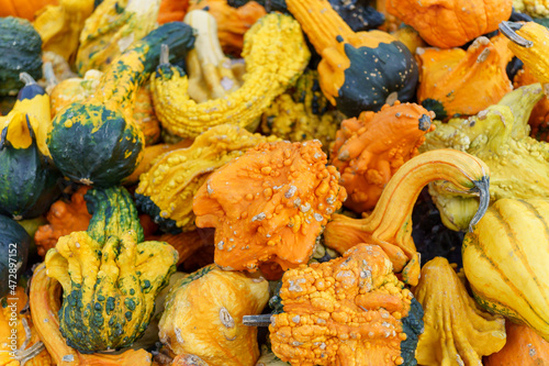 Fall Harvest, Pumpkins, Gords, Farm in the Fall, Pumpkin market (ID: 472897152)