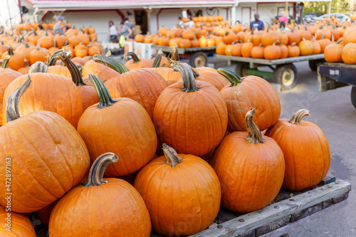 Fall Harvest, Pumpkins, Gourds, Farm in the Fall, Pumpkin market (ID: 472897163)