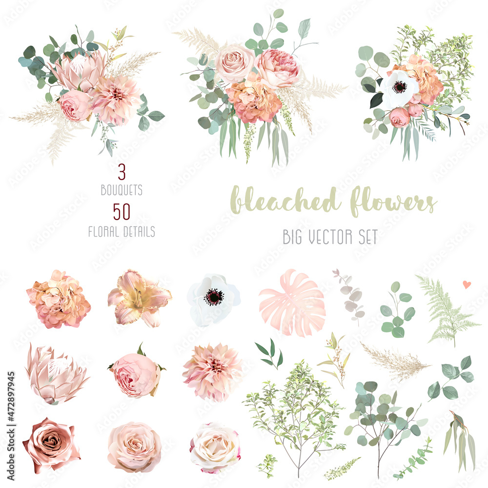 Peachy pink roses, ranunculus, white anemone, dried protea, dahlia big vector design set. - obrazy, fototapety, plakaty 