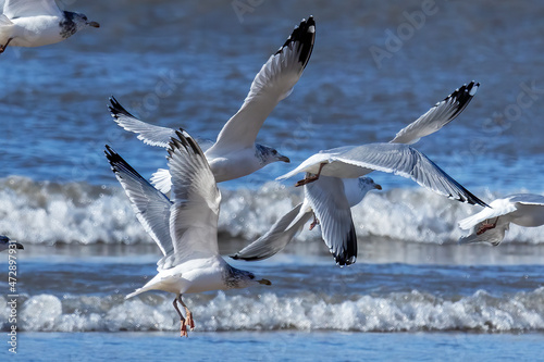 The flock of American herring gull or Smithsonian gull (Larus smithsonianus or Larus argentatus smithsonianus) in flight on the shores of Lake Michigan photo