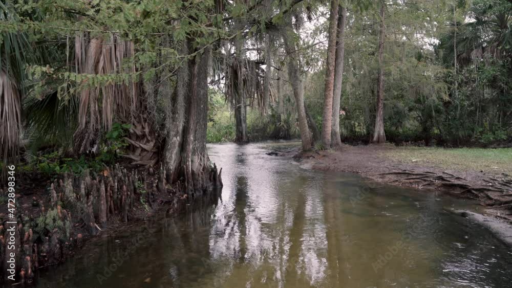 Light rain in tropical cypress garden river Light rain in tropical cypress garden river