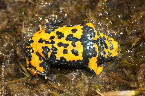 The yellow-bellied toad (Bombina variegata) shows belly during the defensive behavior