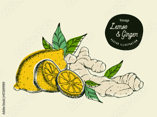 Hand drawn vector lemon and ginger illustration. Organic fresh food illustration. Engraved style. Vintage illustration. Perfect for tea, beverage, sweets, cosmetics products packaging designs.