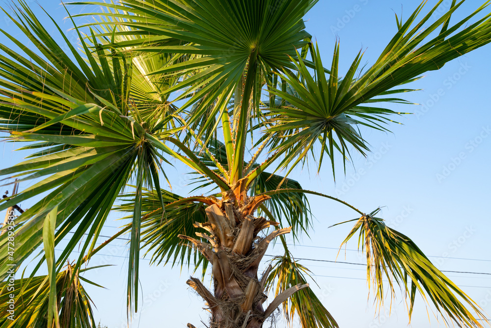 Palm tree with lush green leaves and brown trunk in the blue sky in the morning while the sun is rising