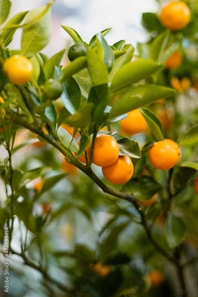 Orange tree with small fruits