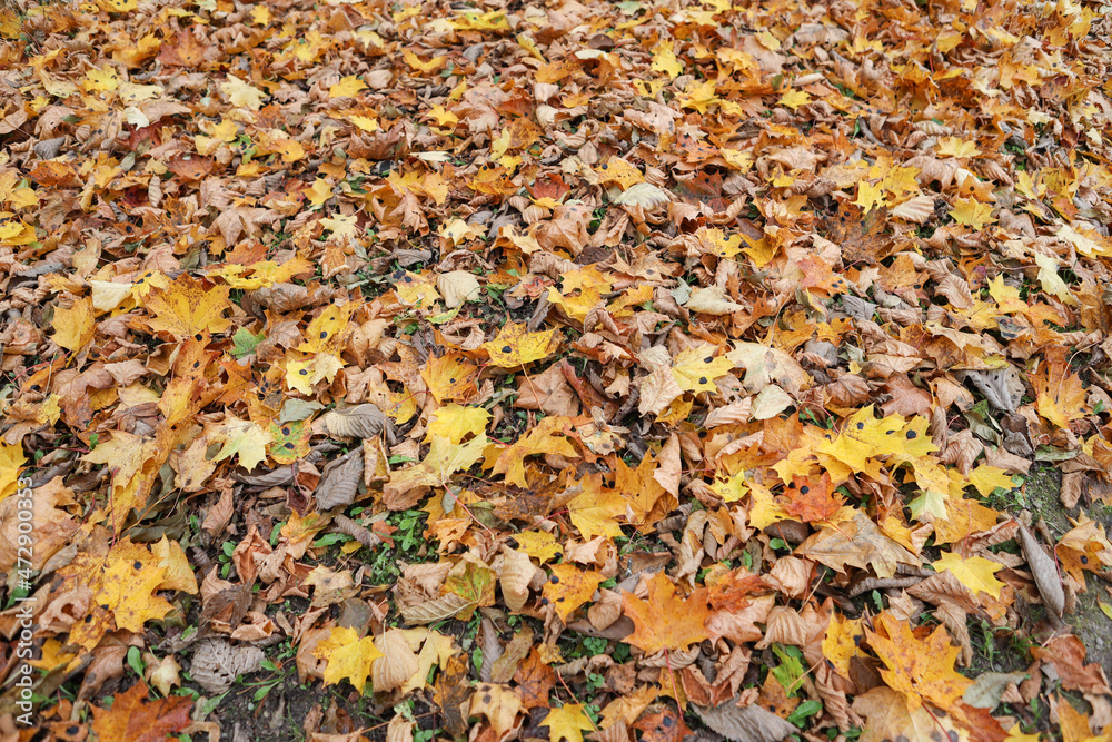 Close-up photo of many small fallen leaves on forest ground. Close-up photo of many small fallen leaves on forest ground.