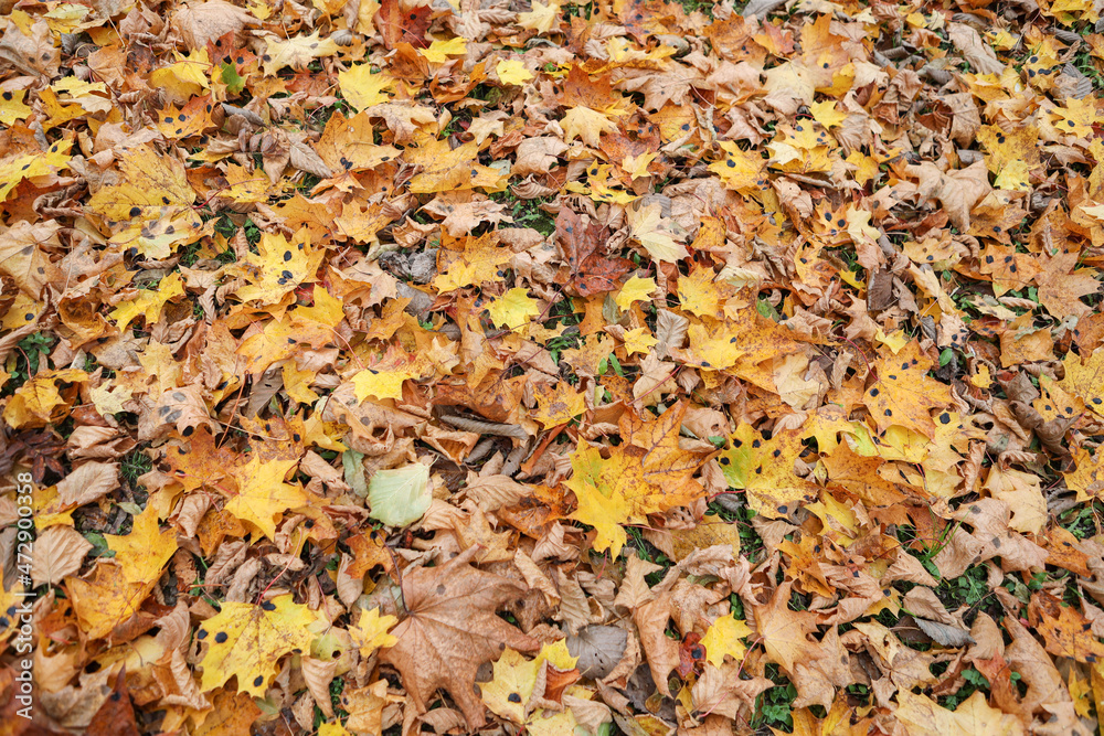 Close-up photo of many small fallen leaves on forest ground. Close-up photo of many small fallen leaves on forest ground.