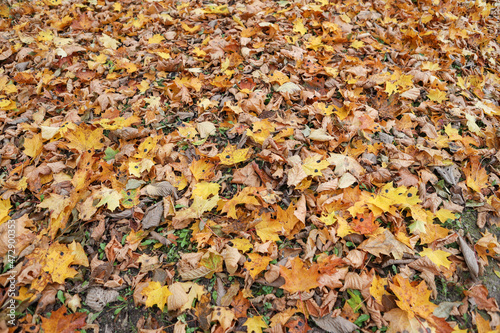 Close-up photo of many small fallen leaves on forest ground.