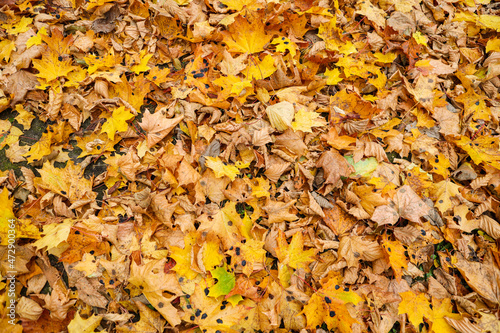 Close-up photo of many small fallen leaves on forest ground.