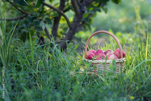 A wicker basket with ripe red apples stands on the green grass