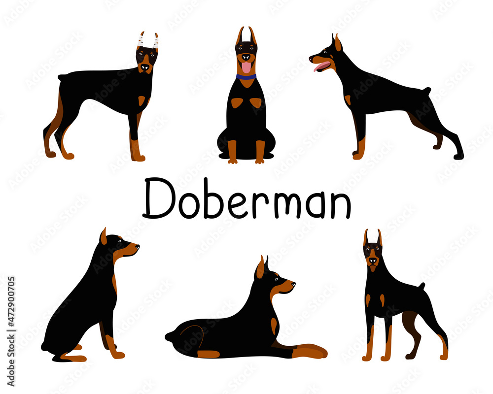 Vector set of poses of the Doberman Pinscher dog breed. Black color character illustration collection