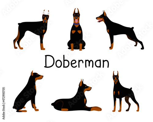 Vector set of poses of the Doberman Pinscher dog breed. Black color character illustration collection