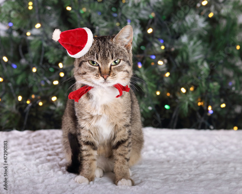 Little gray cat in a Santa Claus hat sitting on the background of the Christmas tree. Kitten close up .Christmas lights. Happy New Year. Cute cat with green eyes. Tabby. Concept of pet care .Winter