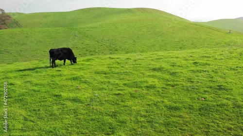 black cows landscape with green grass and blue sky drone aerial California