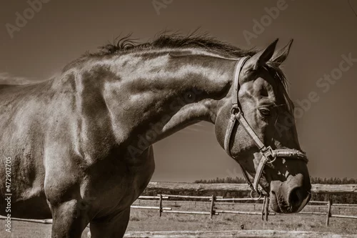 Obraz Piękny koń w sielskiej zagrodzie.