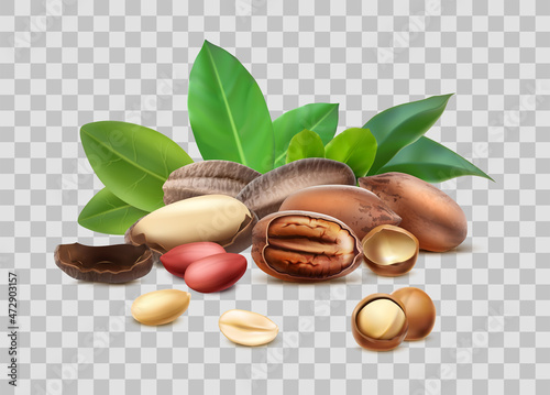 3d realistic vector icon. Different nuts, hazelnut, macadamia, brazilian nut. Shelled, unshelled, leaves. Isolated.