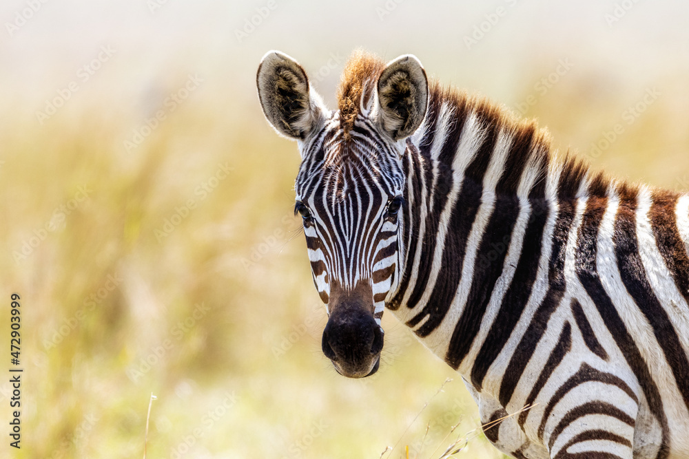 Fototapeta premium Closeup of Young African Zebra
