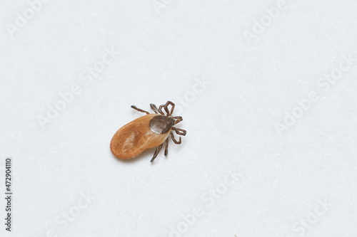 dangerous parasitic mite insect. Desease carrier tick © Kadmy