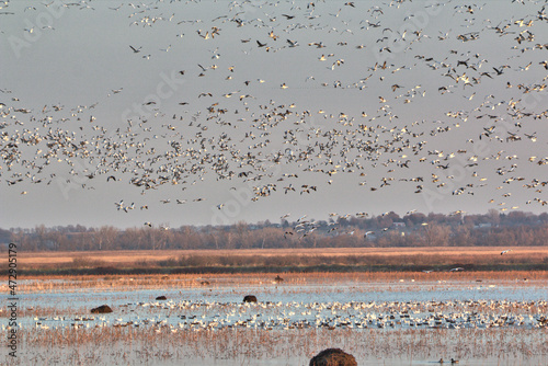 Geese and Bald Eagles in National Wildlife Refuge