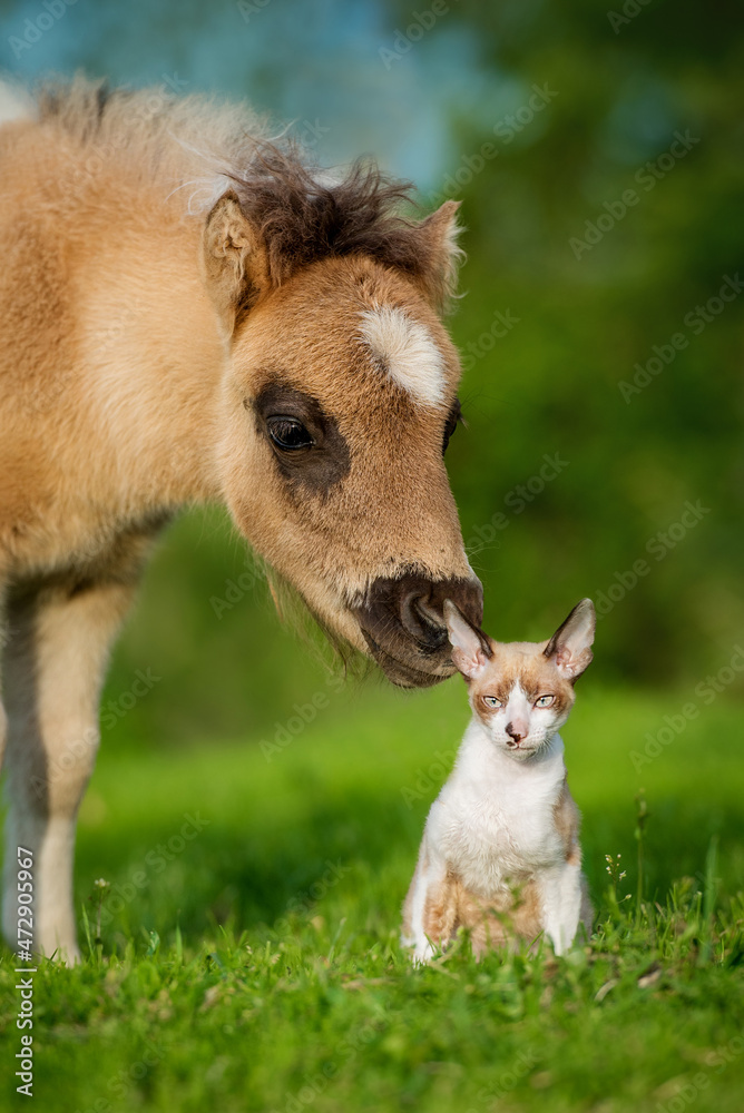 Fototapeta premium Little pony foal and cornish rex kitten together in summer