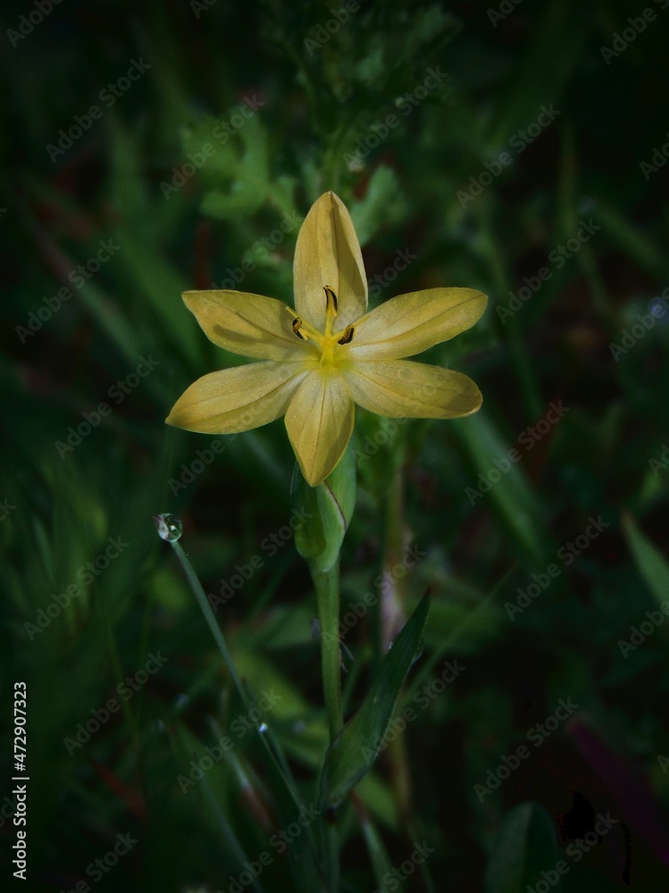 yellow flower