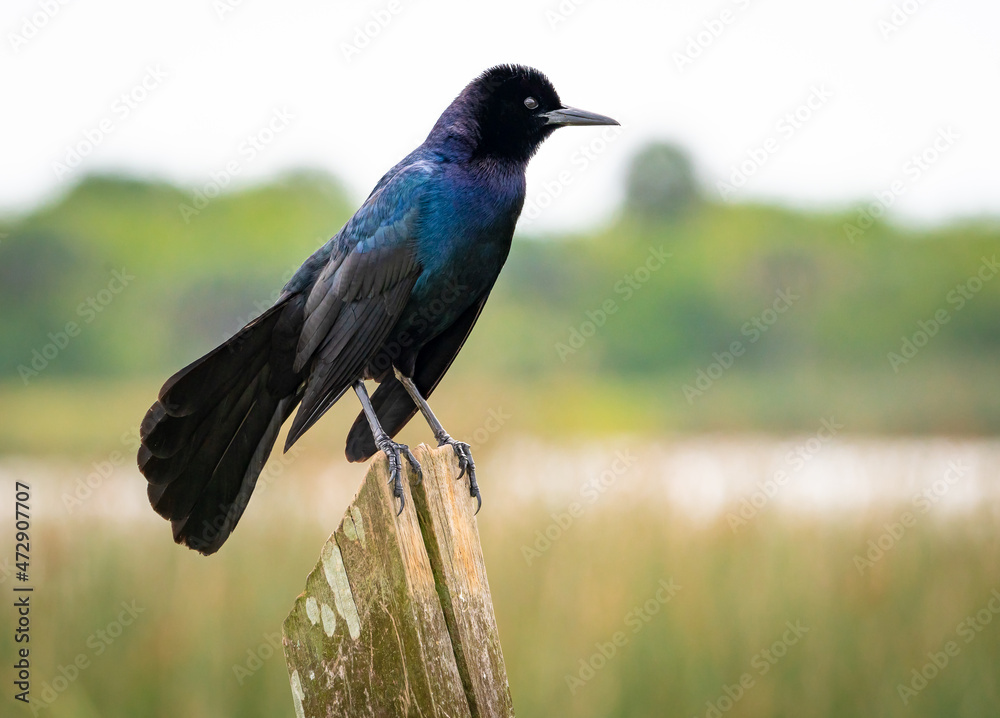 Obraz premium Great Tailed Grackle sitting on post at Viera wetlands in Viera Florida.