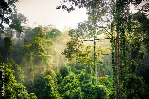 Danum Valley Rainforest in Borneo