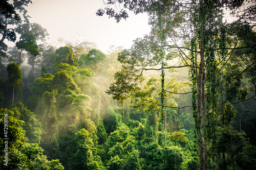 Danum Valley Rainforest in Borneo photo