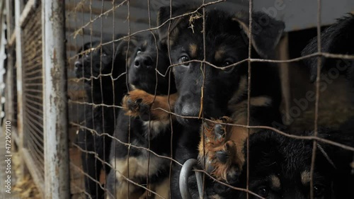 Cute and playful German Shepherd puppies in the shelter kennel are sitting in the open-air cage, waiting for their new family. Breeding purebred dogs