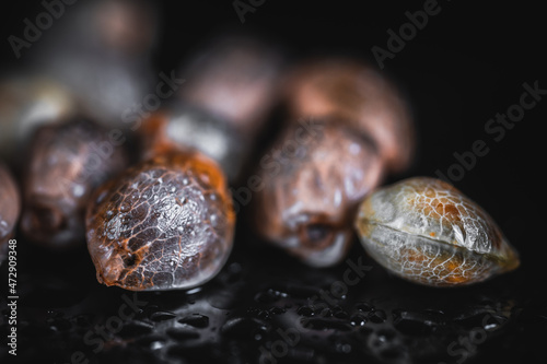 Bild auf Leinwand Macro View of Medical Cannabis Seeds