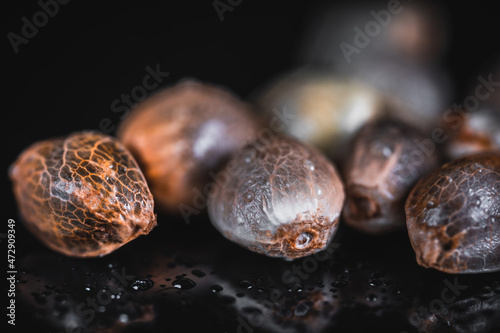 Macro View of Medical Cannabis Seeds 