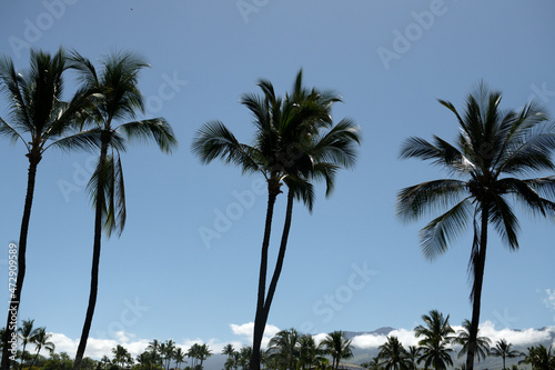 Tropical palm leaf background, coconut palm trees. Summer tropical island, vacation pattern. Palms landscape.