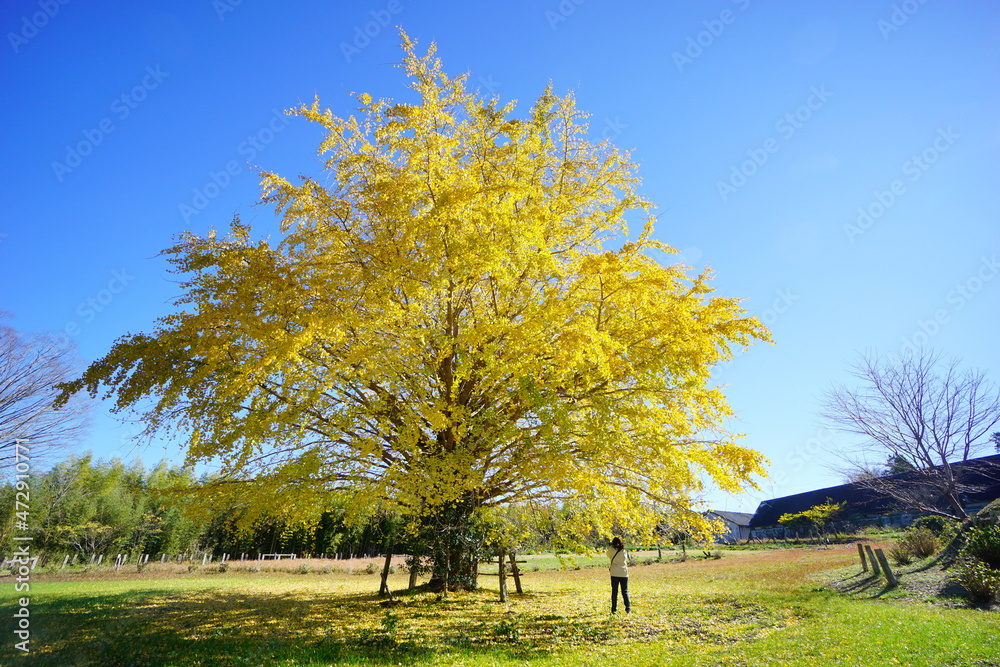 イチョウの木 明治神宮外苑のイチョウ並木💛 今年もだんだんと色づき陽の光に