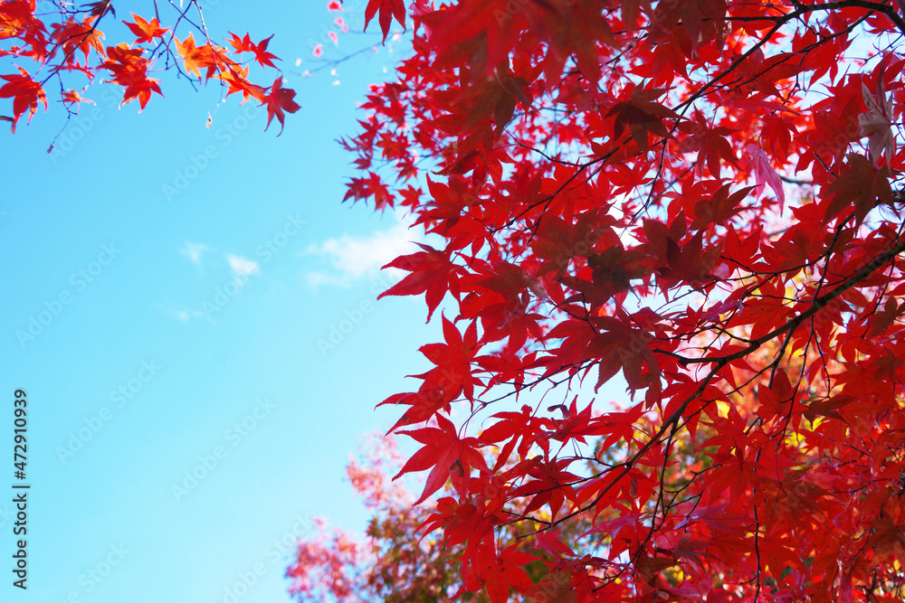 赤い紅葉と青い空 赤い紅葉と青い空