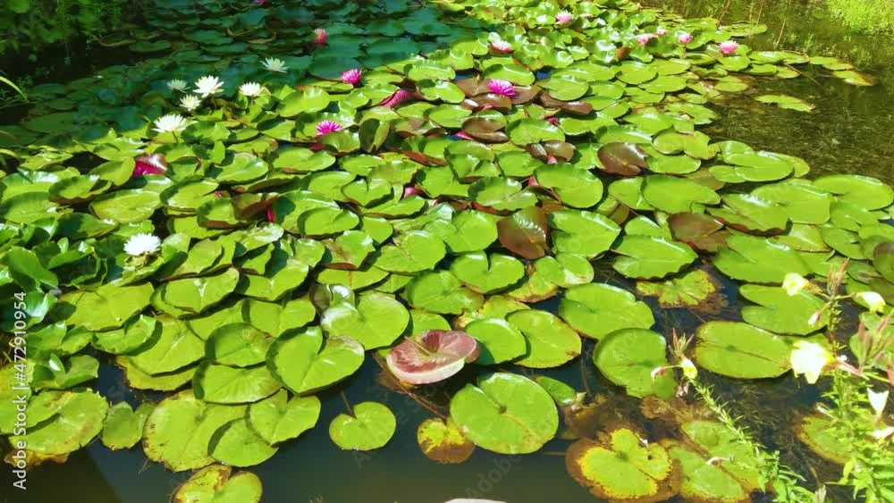 Magical garden pond with blooming water lilies and lotuses Magical garden pond with blooming water lilies and lotuses
