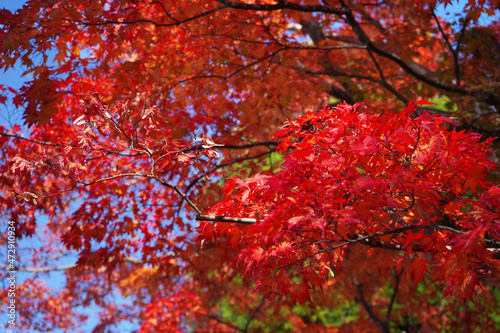 赤い紅葉と青い空 © azusan