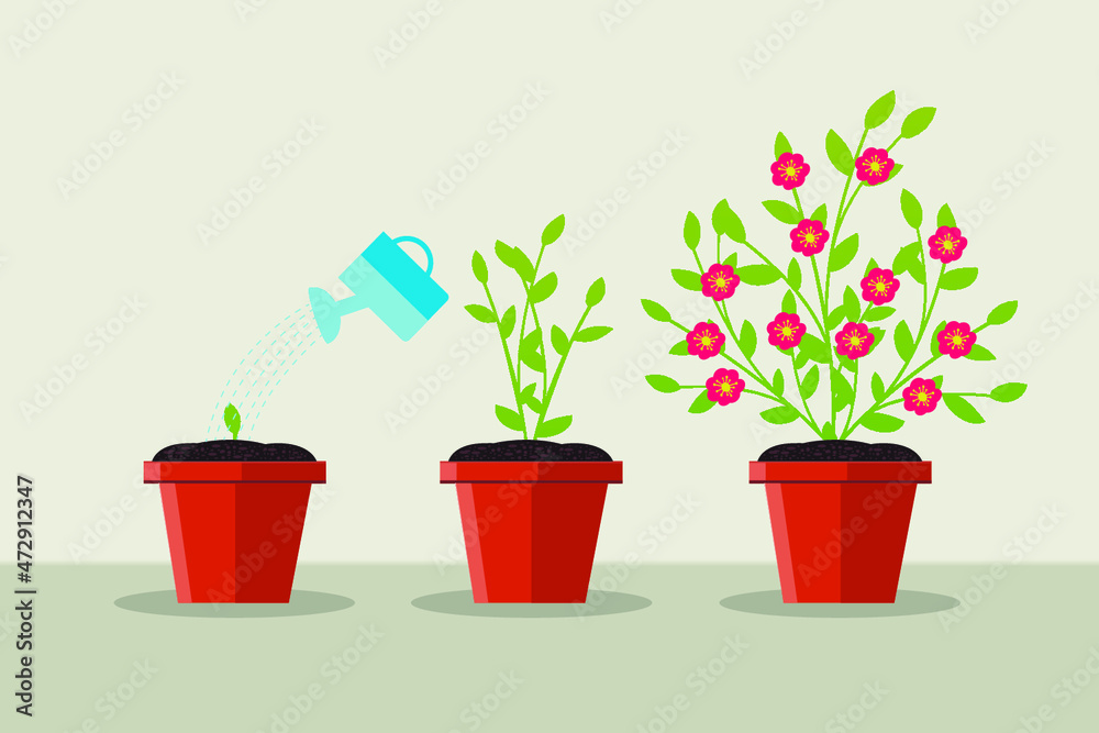 Fototapeta premium flowers in pots