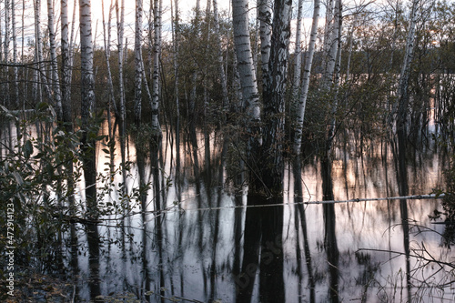 Birch forest flooded spill forest pond.