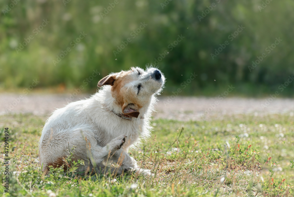 long-haired dog Jack Russell terrier itches on the road among midges during a walk in nature during a warm day - obrazy, fototapety, plakaty 