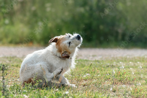 long-haired dog Jack Russell terrier itches on the road among midges during a walk in nature during a warm day