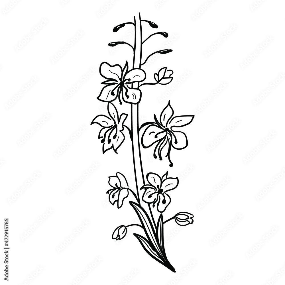 Fireweed,  willowherb, bombweed. Chamaenerion angustifolium flower with leaves and buds. Black on white background drawing in engraving vintage style. Botanical hand drawn illustration