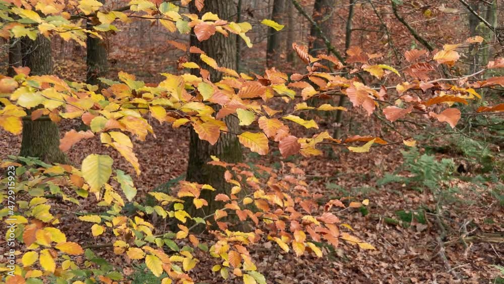 Autumn colors from beech leaves at a young branch in the forest. Slider left to right. Autumn colors from beech leaves at a young branch in the forest. Slider left to right.