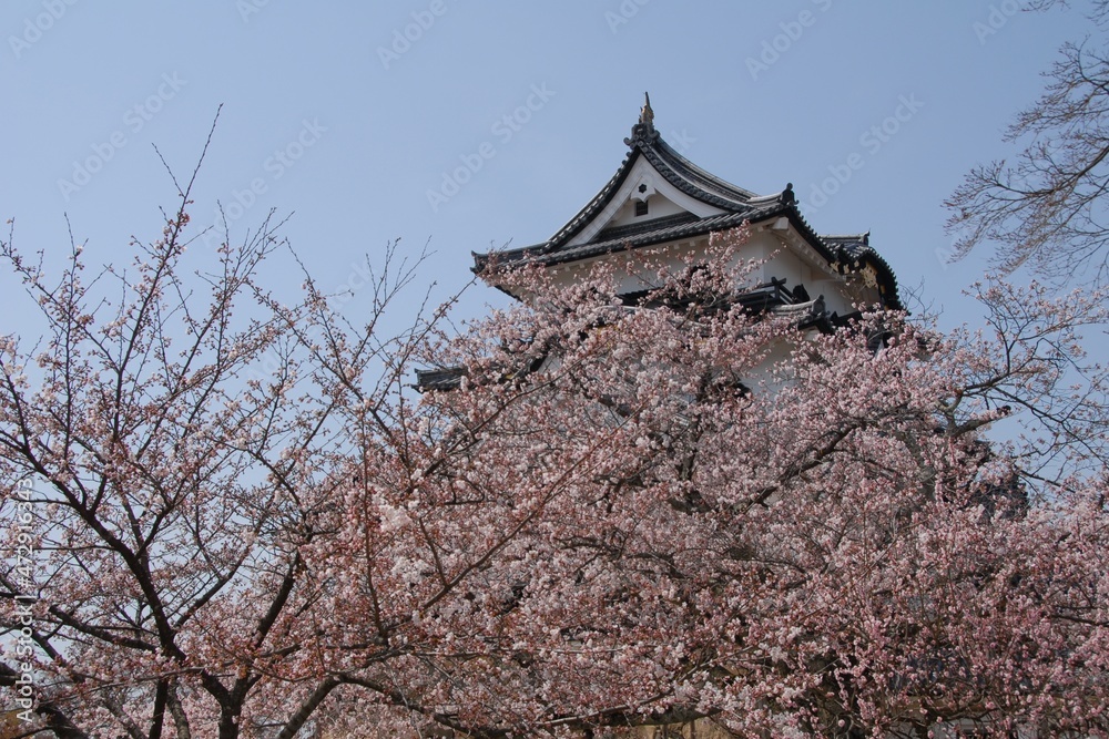 Hikone Castle in cherry blossom season Hikone Castle in cherry blossom season