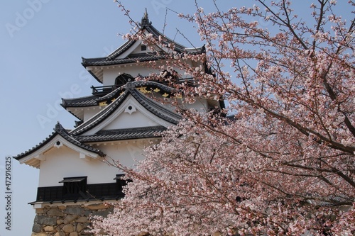 Hikone Castle in cherry blossom season
