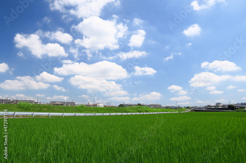 夏の郊外の青田と青空風景